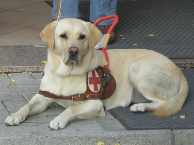 Disabilit visiva: Occhio al cane!